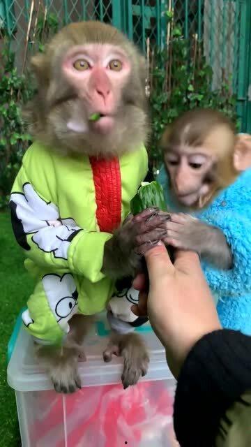 小猴子吃瓜口才,口才惊人，瓜界新秀崛起