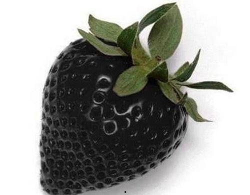 黑色玫瑰吃瓜,揭秘娱乐圈的神秘瓜田