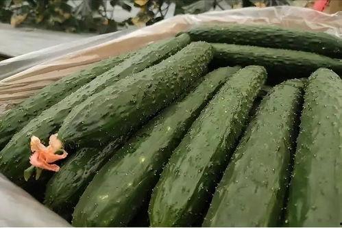 男频文中吃瓜,揭秘网络文学中的趣味与争议