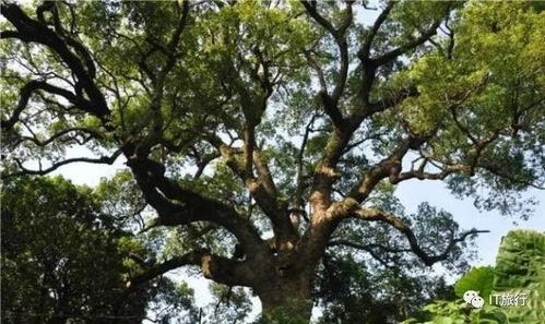 火树吃瓜,揭秘网络热词背后的趣味与思考