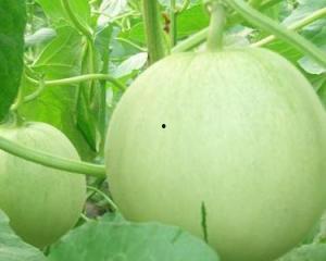 怀孕可以吃佛山瓜吗,佛山瓜的适宜食用与注意事项