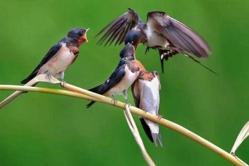 吃瓜直播讲老燕子,老燕子传奇人生，吃瓜群众围观吃瓜直播