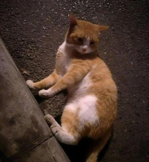 带你吃瓜橘猫,带你领略橘猫的“吃瓜”风采