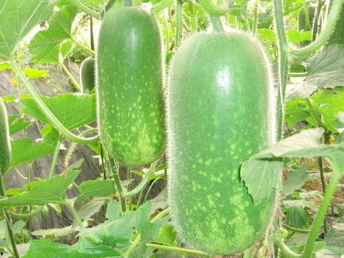 吃瓜只吸瓜汁是啥意思啊,揭秘“吃瓜只吸瓜汁”的网络流行语内涵