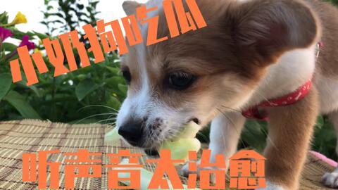 主人吃瓜狗吃瓜皮,主人吃瓜，狗儿啃瓜皮