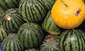 西安有瓜吃吗,探寻古城里的瓜果飘香