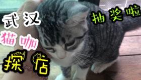 周一快乐吃瓜,瓜田里的欢乐时光