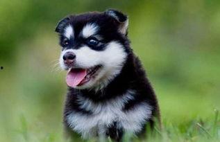 喜欢吃瓜哈士奇,哈士奇陪你畅享夏日清凉时光