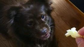 狗子吃瓜视频吃瓜,萌宠视角下的娱乐圈风云