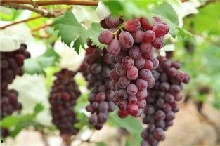 葡萄吃瓜网址,揭秘“葡萄吃瓜”的独特魅力