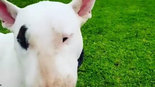 牛头梗吃瓜,一场与甜蜜瓜果的邂逅