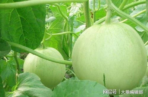 生面瓜怎么吃,探索美味新境界