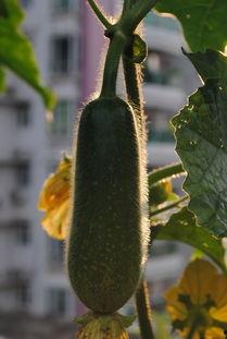 我在北方吃瓜,探寻北方独特美食文化之旅