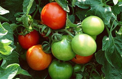 番茄小说随机吃瓜,瓜田里的秘密大揭秘