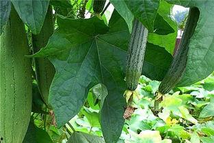 吃野水瓜文案,大自然的馈赠，舌尖上的清新之旅