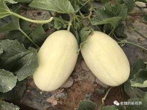 吃瓜在哪找,轻松获取热门资讯，畅享娱乐盛宴