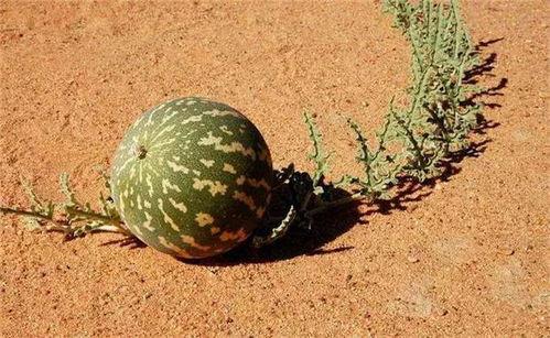 沙漠中吃瓜,探寻沙漠中的瓜果传奇