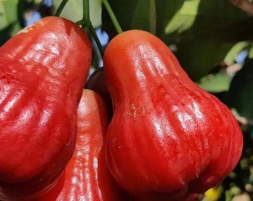 抖音莲雾吃瓜,揭秘网红水果背后的故事