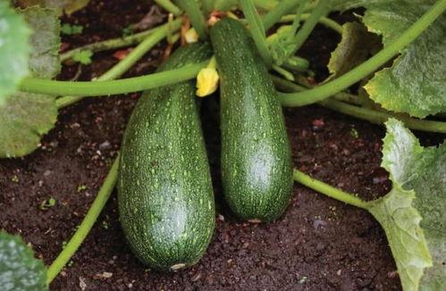 药吃瓜了,揭秘“根据药吃瓜了”的养生智慧