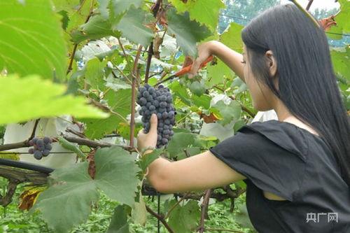 镇平县 吃瓜,探寻瓜果飘香背后的故事
