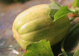 小时吃的瓜,揭秘小时瓜食文化