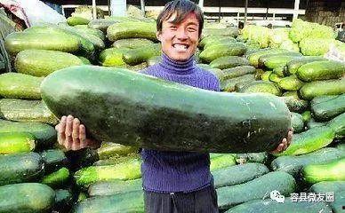 原料吃瓜,探寻原料吃瓜的独特魅力